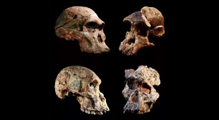 Hóa thạch viết lại lịch sử loài người, tổ tiên chúng ta có thể đã xuất hiện sớm hơn 1 triệu năm