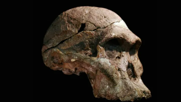 Hóa thạch viết lại lịch sử loài người, tổ tiên chúng ta có thể đã xuất hiện sớm hơn 1 triệu năm