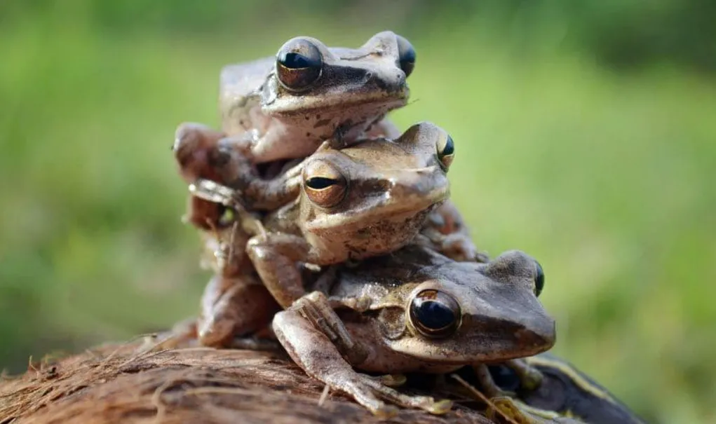 Phát hiện mộ tập thể của ếch 45 triệu năm trước, nguyên nhân cái chết gây sốc: ếch chết hàng loạt vì kiệt sức sau khi giao phối!