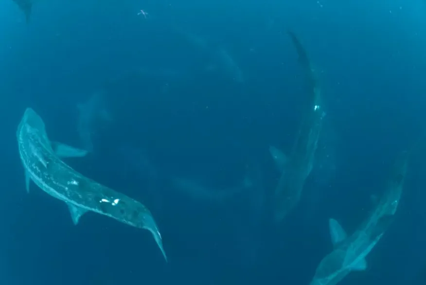 Đàn cá mập bơi theo vòng tròn "lạ mắt", khoa học đã biết tại sao!