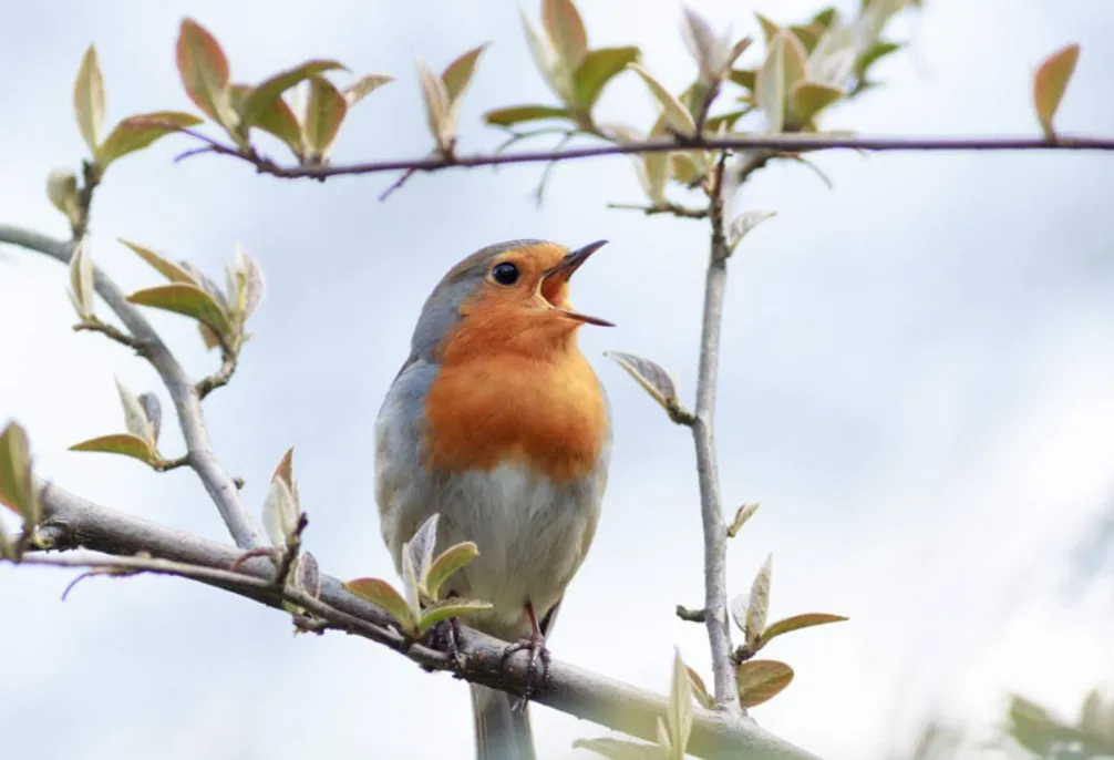Hội mê chơi chim nên đọc bài này: tiếng chim hót ảnh hưởng gì đến tinh thần con người?