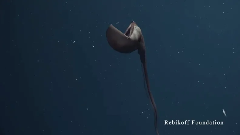 Ngạc nhiên trước quái vật biển sâu có thể mở miệng tới 90 độ để nuốt chửng con mồi