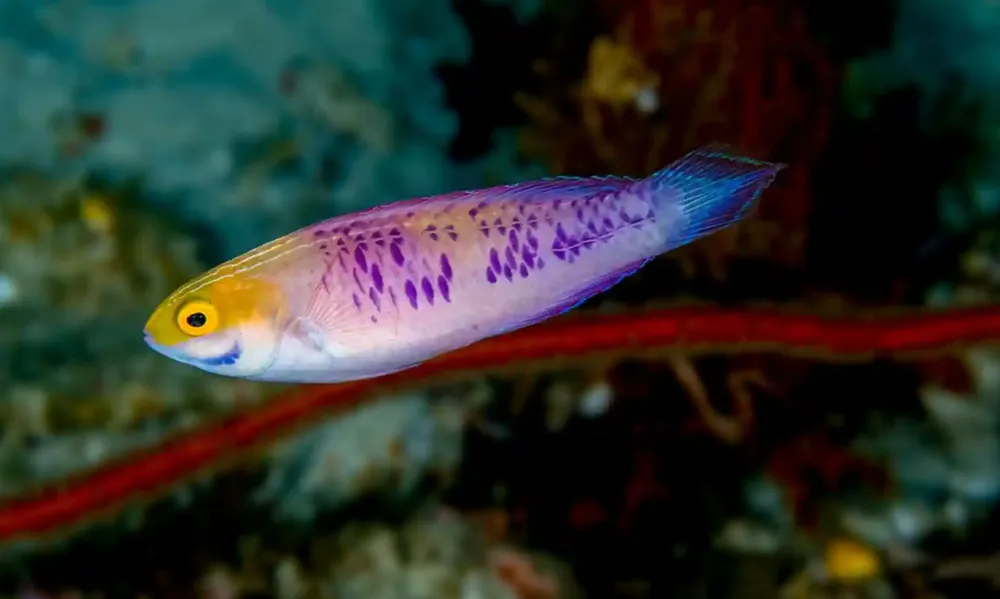 Lạ lùng: loài cá tuyệt đẹp sinh ra là cái và lớn lên lại "biến" thành đực