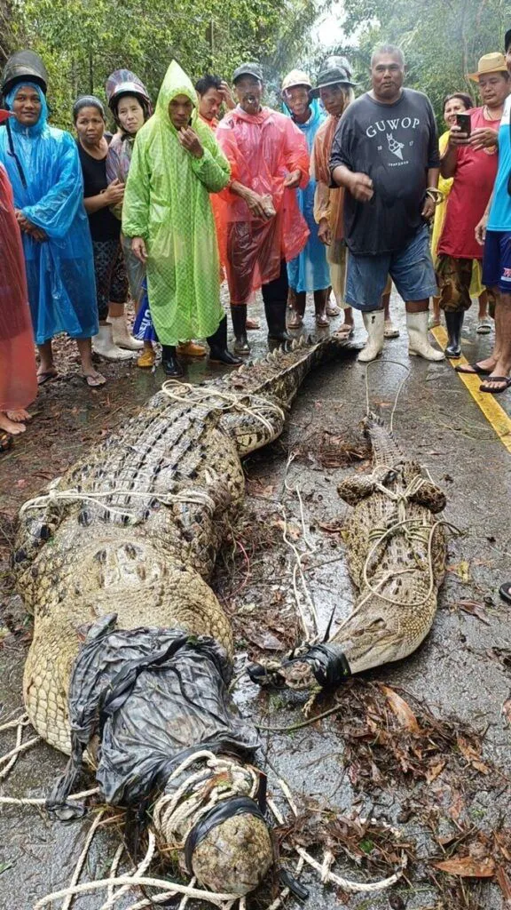 Thái Lan: Hoảng hồn bắt được cá sấu dài 4 mét nặng nửa tấn dưới mương