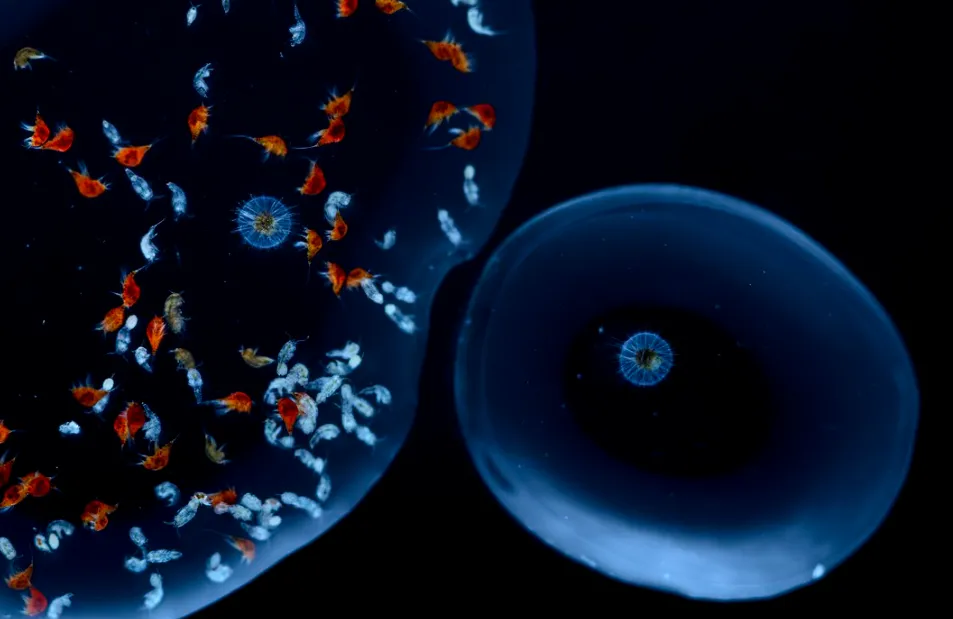 Thế giới sinh vật kỳ diệu bên trong 1 giọt nước biển qua loạt ảnh tuyệt đẹp