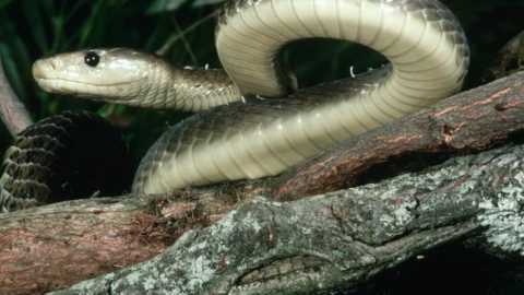 Huyết thanh kháng nọc rắn đa năng: Giải pháp mới từ nanobody lạc đà