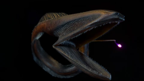 Máy quay dưới biển sâu ghi lại cảnh quay hiếm có về sinh vật 'không mặt' đáng sợ