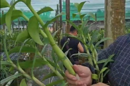 Cách sử dụng 6 30 30 kích hoa phong lan