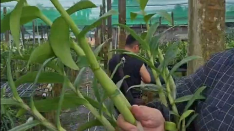 Cách sử dụng 6 30 30 kích hoa phong lan