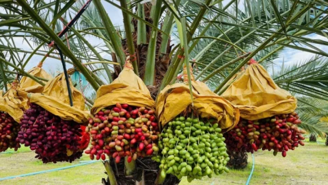 Vì sao một loại quả ngọt gắt lại trở thành “kho báu giữa sa mạc” và được giới thượng lưu Dubai săn đón?