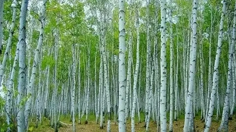 Dinh, lim, sến, táu đều chịu thua! Loại gỗ chống đạn, không thể phá hủy, từng dùng cho tàu ngầm và công sự chiến tranh