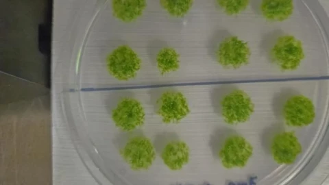 Nấm rêu sống sót sau 9 tháng trong không gian và phát triển bình thường trên Trái Đất