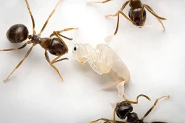 Bí mật gây sốc trong thế giới kiến: vì sao nhộng sắp chết lại chủ động phát tín hiệu yêu cầu đồng loại tiêu diệt mình