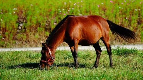 Ngựa đã đóng góp bao nhiêu cho nhân loại? Tại sao phải điều chế huyết thanh kháng nọc từ ngựa?