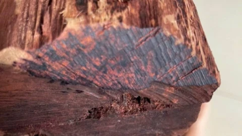 Gỗ mán đỉa là gì mà thương lái Trung Quốc thu mua theo cân, giá đến 3 triệu đồng?