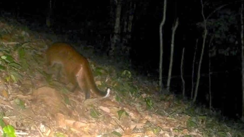 Báu vật sách đỏ lần đầu tiên được ghi lại trong lịch sử ở Nghệ An