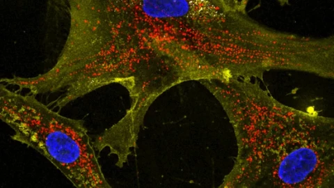Phương pháp mới tăng cường ty thể: Chìa khóa chống lão hóa và bệnh thoái hóa