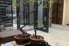 Loài cây được săn đón nhất lúc này. Đắt hơn vàng, một số nơi phải cấm khai thác