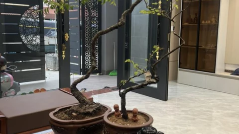 Loài cây được săn đón nhất lúc này. Đắt hơn vàng, một số nơi phải cấm khai thác