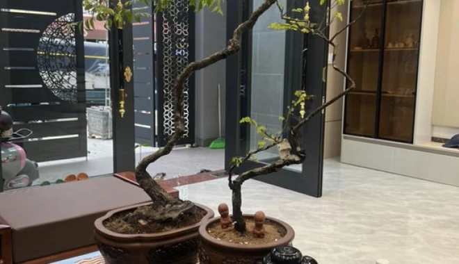 Loài cây được săn đón nhất lúc này. Đắt hơn vàng, một số nơi phải cấm khai thác