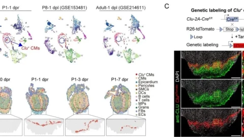 Liệu trái tim có thể "tự chữa lành"? Các nhà khoa học đã tìm ra "công tắc"