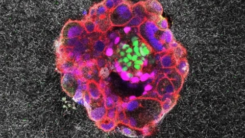 10 đột phá hàng đầu lĩnh vực khoa học sự sống năm 2025