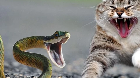Liệu mèo có thực sự nhanh hơn rắn không? Tại sao? Lời giải thích khoa học là gì?