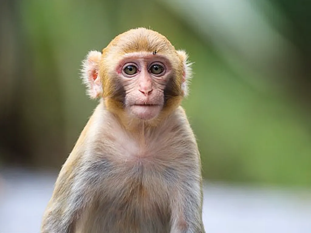 thumbnail - Những dấu hiệu khi mắc bệnh đậu mùa khỉ