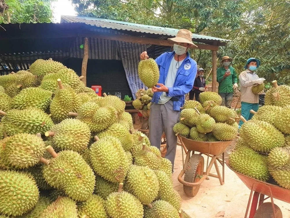 Vua trái cây được săn đón khắp Trung Quốc: Việt Nam đưa sang bao nhiêu, thương lái mua hết bấy nhiêu, kim ngạch 4 tỷ USD