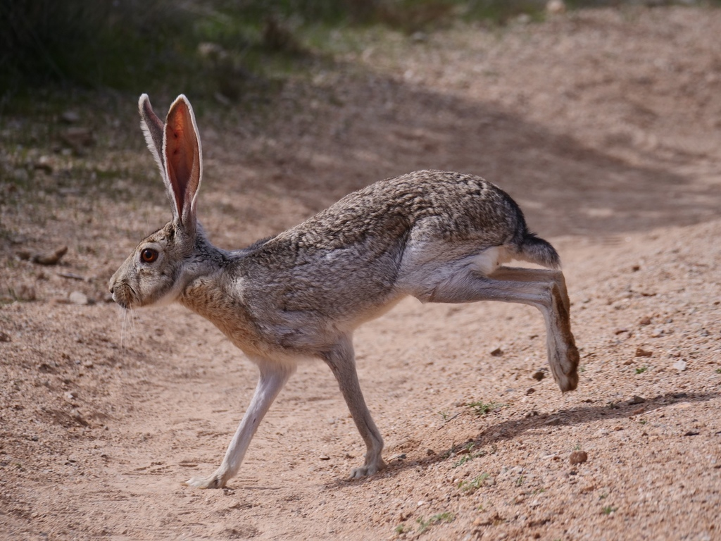 Loài thỏ có cái to tướng cực dị, không chỉ nghe ngóng mà còn là máy điều hòa cho cơ thể
