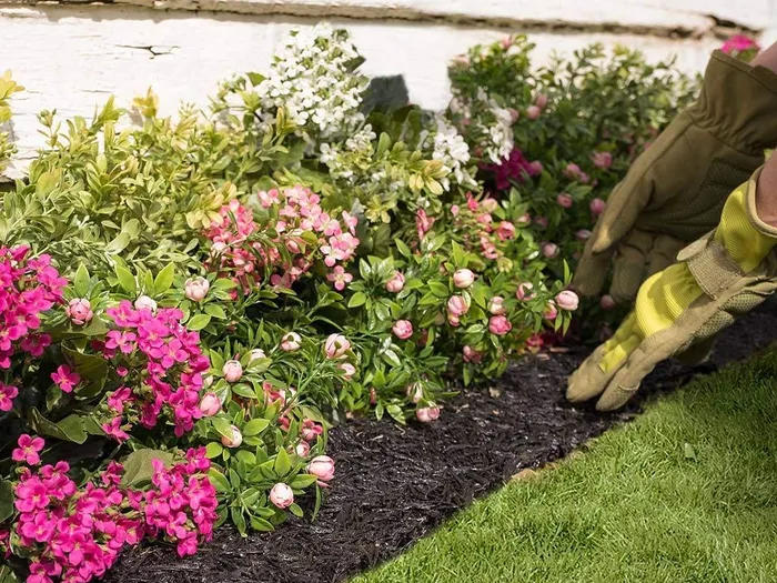 Cách diệt cỏ dại hữu hiệu mà không làm chết hoa
