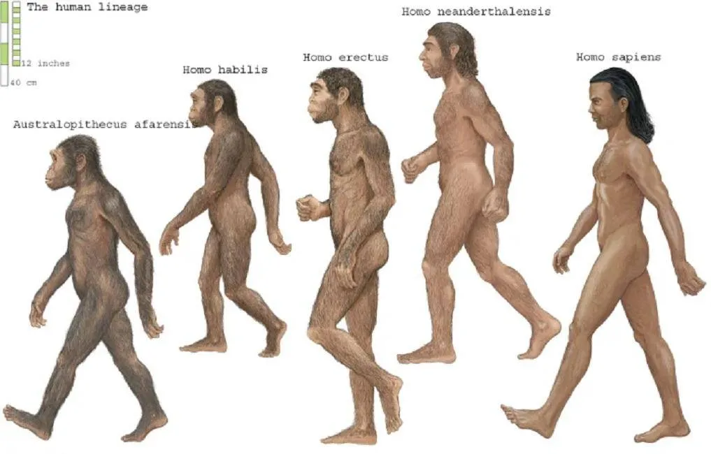 Cách đây 100.000 năm có ít nhất 6 loài người trên trái đất, rốt cuộc tại sao chúng ta là người duy nhất còn lại?