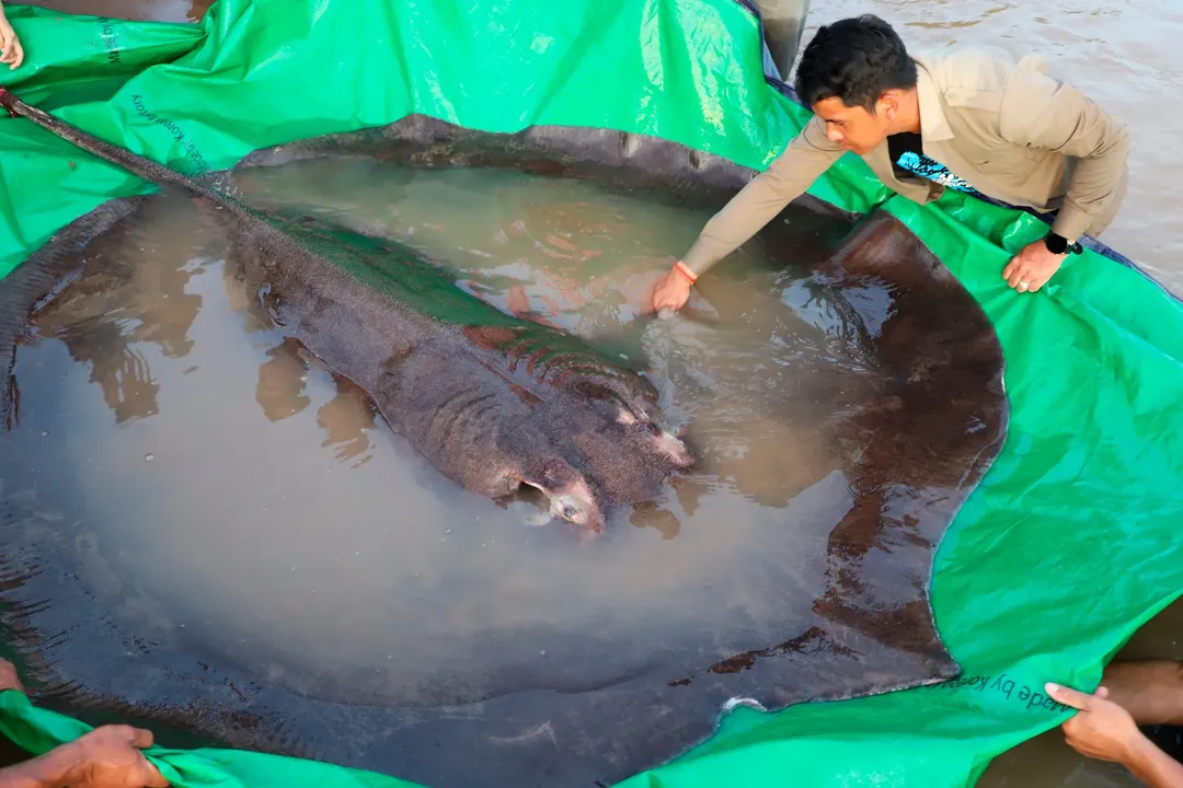 Campuchia thả cụ bà cá đuối 300kg trở lại sông Mê Công