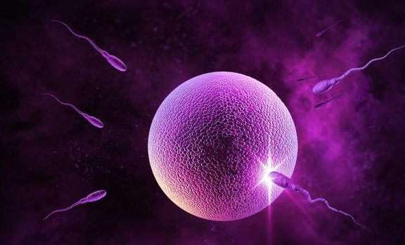 Tinh trùng không được thụ tinh thì sẽ đi đâu? Bạn sẽ hiểu sau khi đọc bài này