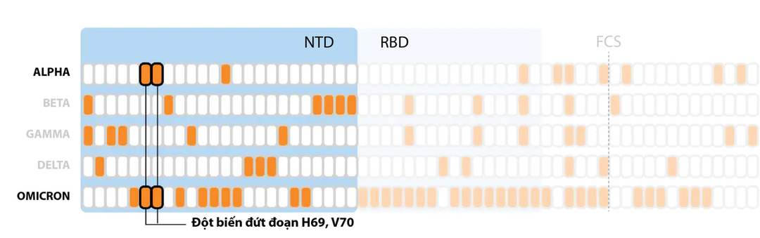 Giải mã đột biến của Omicron