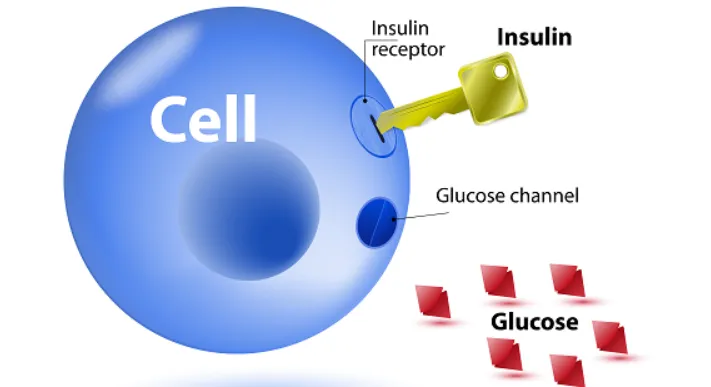 Vì sao kháng insulin lại gây nguy hiểm với sức khỏe chúng ta?