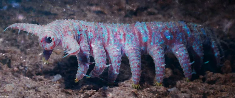 Những sinh vật kỳ lạ nhất từ Kỷ Cambri: bạn có thể không tin đây là những con vật thực sự