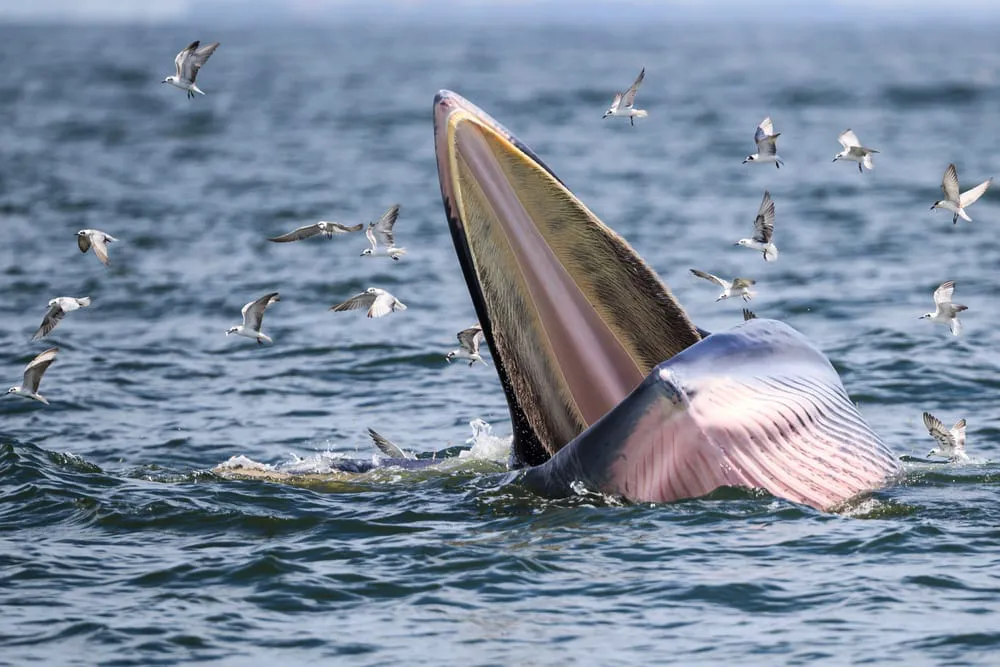 Loài cá đáng sợ và tàn nhẫn nhất đại dương hóa ra không phải cá mập trắng hay cá voi xanh