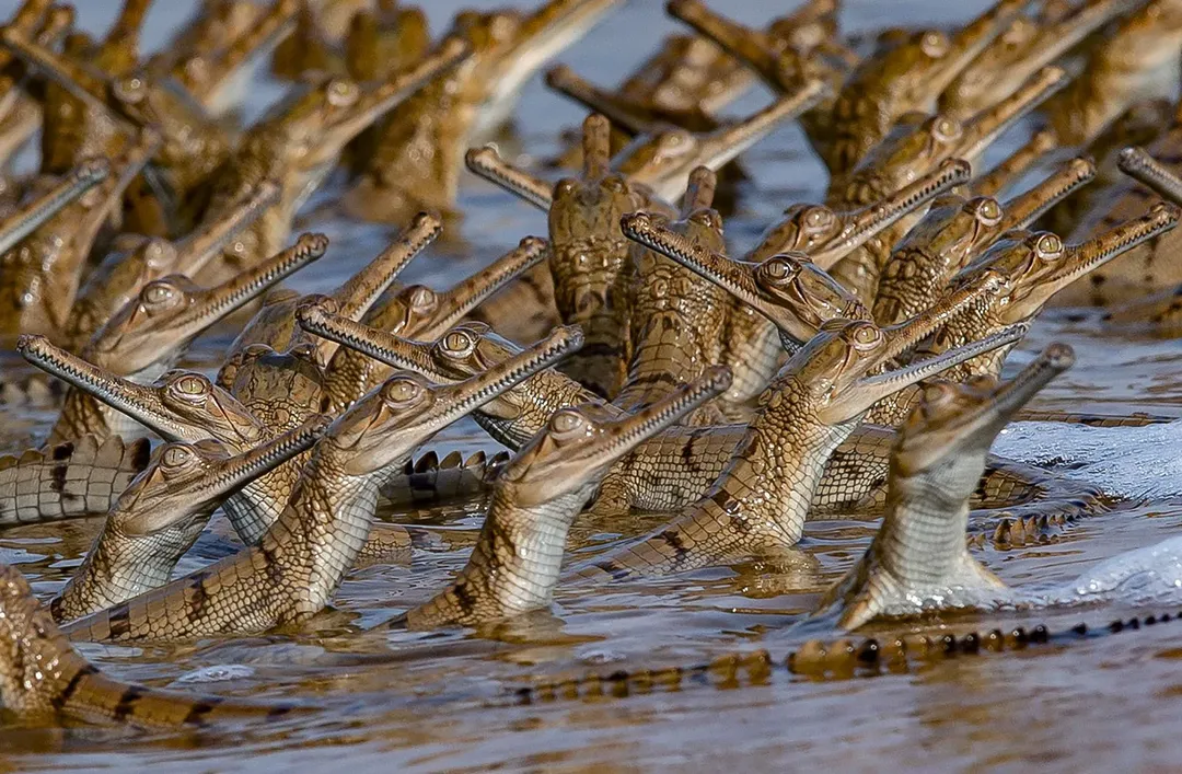 Cùng xem ảnh cá sấu bố cõng 100 cá sấu con trên lưng