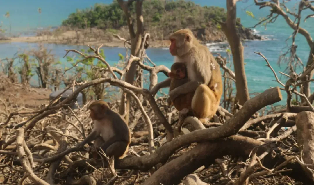 thumbnail - Hoa Quả Sơn ngoài đời thực: Đảo Khỉ ở Puerto Rico này là "thiên đường" của hơn 1.500 con khỉ