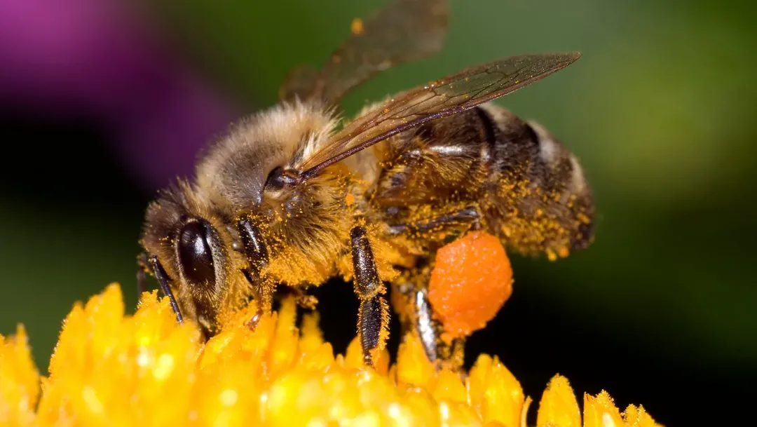 thumbnail - Quần thể ong mật trên thế giới có thể bị xóa sổ vì một loài virus nguy hiểm? 