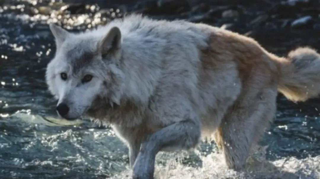 thumbnail - Những con sói có thể làm thay đổi dòng chảy của các dòng sông