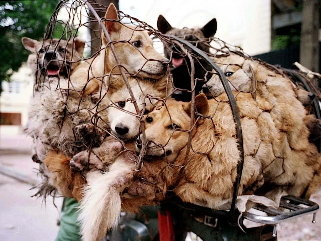 "Thảm sát" hơn 10.000 con chó trong lễ hội ở Trung Quốc
