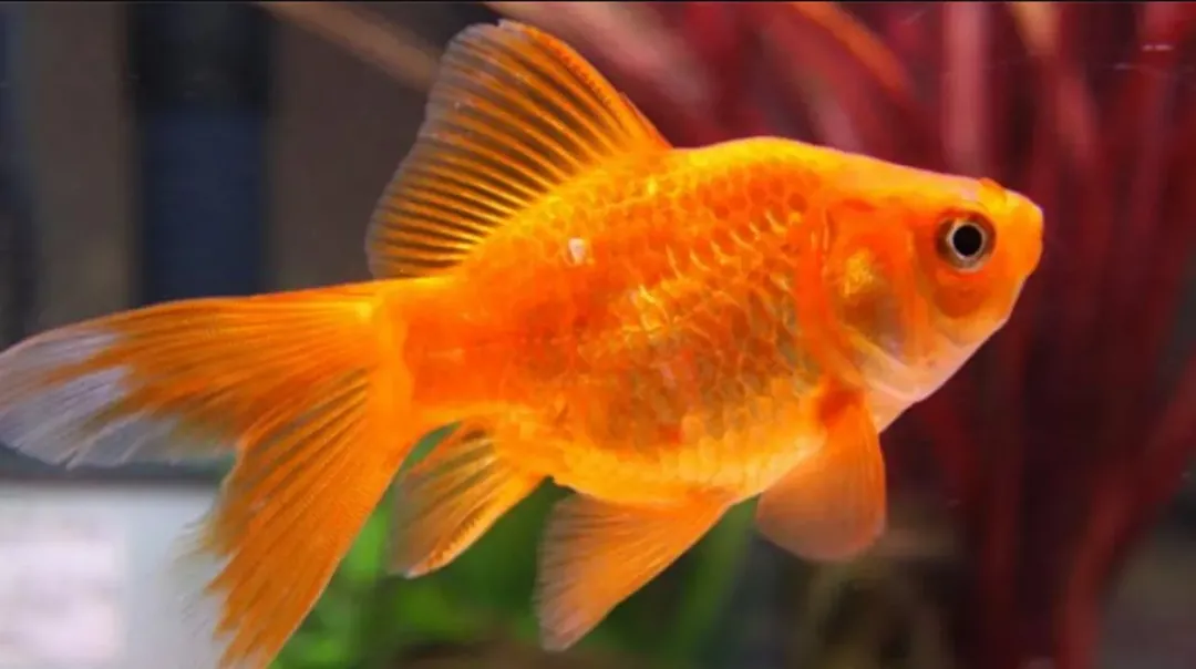thumbnail - Đôi mắt loài cá có gì đặc biệt để chúng nhìn rõ dưới nước?