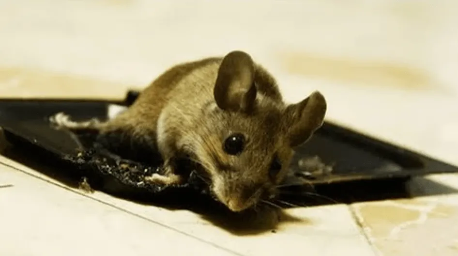 Anh cấm keo dán giấy bám loài chuột vì thế cơ hội khử loài chuột này… vô nhân đạo