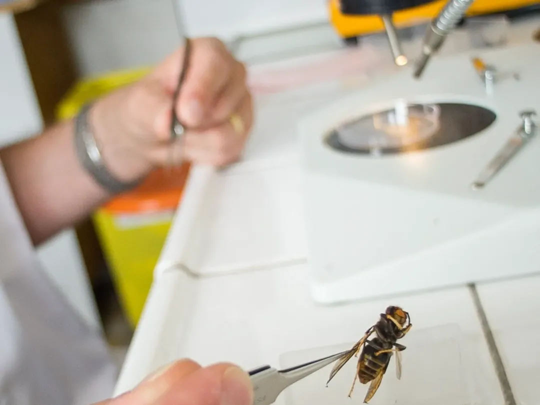 thumbnail - Mạng internet toàn cầu sốc về video gắp ký sinh trùng khổng lồ ra khỏi con ong vò vẽ