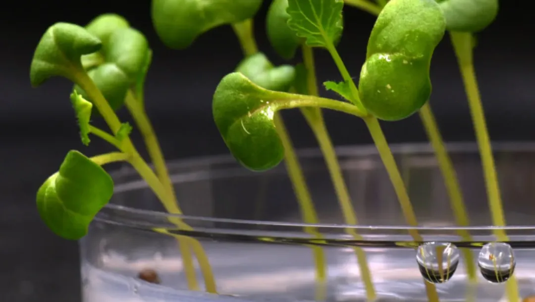 thumbnail - Đột phá mới trong sinh học: có thể trồng cây không cần ánh sáng mặt trời