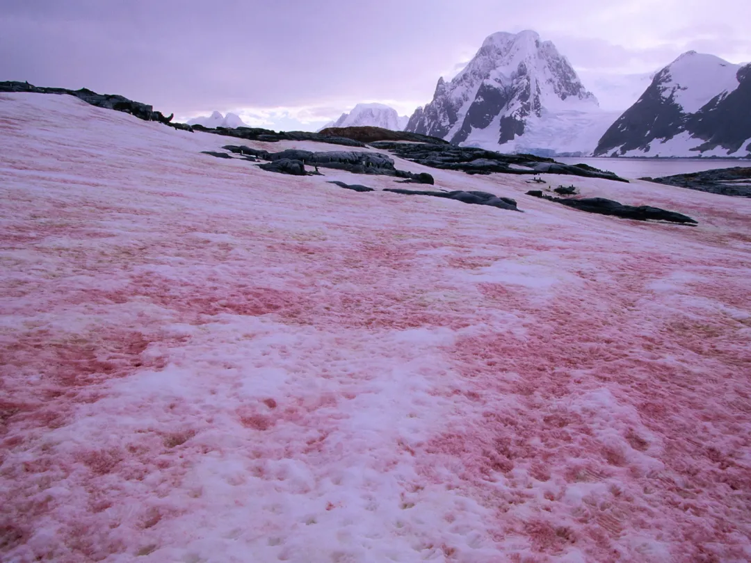 thumbnail - Hiện tượng “chảy máu tuyết” đang gia tăng ở nhiều nơi trên thế giới: điềm gở từ thiên nhiên