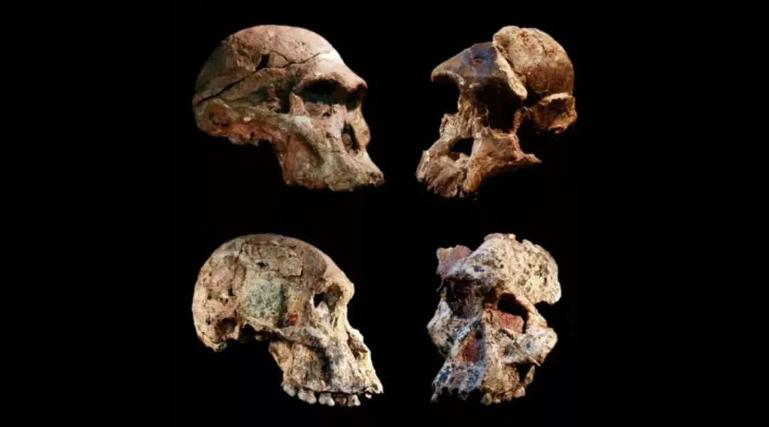 thumbnail - Hóa thạch viết lại lịch sử loài người, tổ tiên chúng ta có thể đã xuất hiện sớm hơn 1 triệu năm