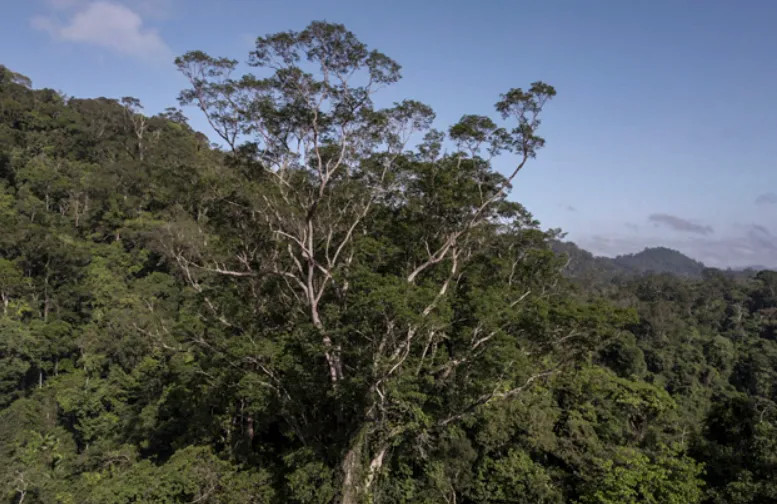 Phải mất 3 năm người ta mới chạm được vào cây cao nhất rừng Amazon, cao bằng tòa nhà 25 tầng